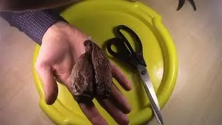 Что ВНУТРИ бобровой струи?, режем разную струю бобра.