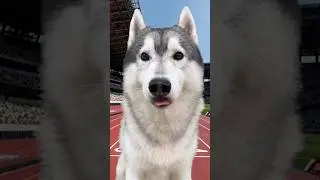 SPORT in cui il mio CANE VINCEREBBE alle OLIMPIADI🥇🐶🏆 