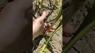 Белорусский чеснок в зарослях