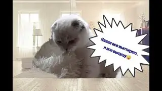 кот  Тоша стирка, ржака😝 с озвучкой