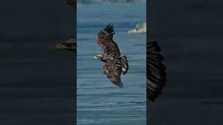 Juvenile bald eagle grabs fish and swallows it in midair! #eagle