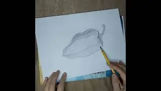 рисуем перец, простым карандашом