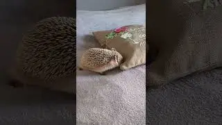 🌸Милый ёжик передаёт привет с моря🌸 🌊