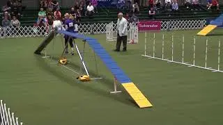 JoJo  AKC Invitational 2017