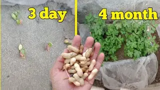 how to grow peanuts at home | growing peanuts from seed
