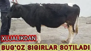 BUG'OZ SIGIRLAR SOTILADI 3dona XUJALIKDAN ☎️ 91 ,680,28 ,63