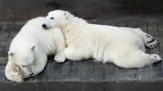 The bear cub screamed so loudly and for a long time that Gerda began to worry.