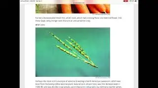 Plants are Food