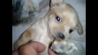 animali morbidosi!!