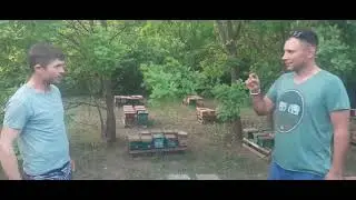 At the Timofeev family's industrial queen breeding apiary