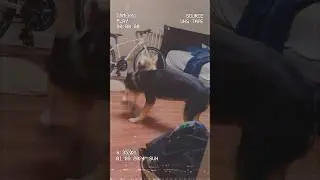David vs Goliath #corgi #pitsky #dog #doglover #dogshorts