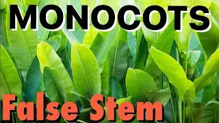 Monocot Plants | Banana | False Stem | Morphology of Flowering Plants 