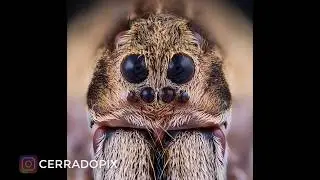 Edição macrofotografia de uma Aranha