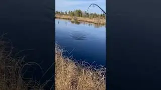Крупный окунь! чуть спиннинг не сломал.😅🎣 #окунь #щука #судак #жерех #рыбалка #путешествие