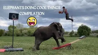 Elephants Doing Amazing Things (BEST COMPILATION)