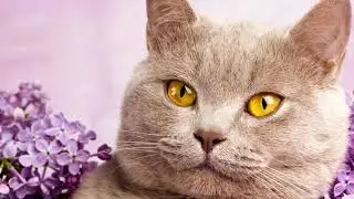 Слайд шоу   в технике Плавное приближение