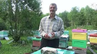 #пчеловодство Состояние хвостов после двух пчелопакетов