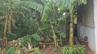 IMAM-3049. ADA KEBON PISANG DI KAMPUNGKU DESA KALIPRAU ULUJAMI PEMALANG JAWA TENGAH.