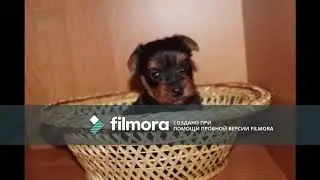 Йорочки- Мои любимые собачки))))