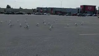 Gulls started laughing at me
