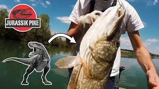 JURASSIK PIKE | Ces poissons sont des DINOSAURES