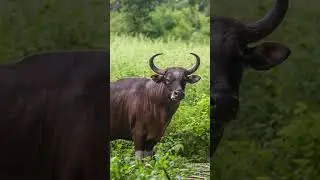 GAUR | Indian Bison