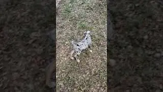 Herschel running around