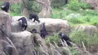 Chimp throws raccoon