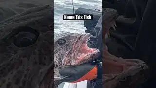 NAME THIS FISH 👇 🐟 catch & release