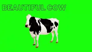 cow green screen no copyright [NO COPY RIGHT]