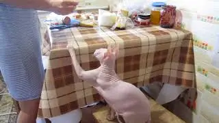 сфинксы
