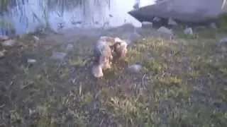 Fibi - happy dog