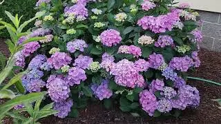 Bigleaf hydrangea. What size pots and soil should I use?