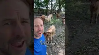 Adam arrives without food… 😳. #fluffyfeatherfarm #farmlife #fluffycow #hangry #madcow #goats #food