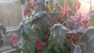 Заморозки! 27сентября
