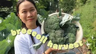 Harvesting and preserving our homegrown BROCCOLI! 🥦🥦