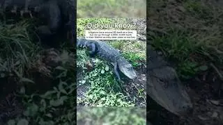 Alligator takes a dip 💦🐊 #alligator #nature #animallover #birds #birdlover #wildlife #reptiles