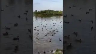 ЖИЗНЬ В КАЗАНИ/ПАРК ПОБЕДЫ/УТЯТА В ПАРКЕ #shorts #жизньвказани #паркпобеды #кудапойтиказань