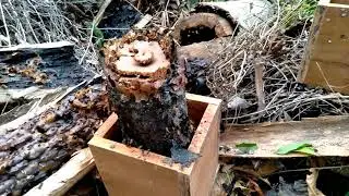 Resgate Abelha Bora Cavalo