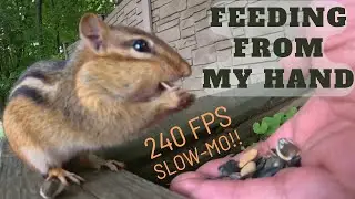 Seeds & Love: Baby Chipmunk Fearlessly Takes Seeds From My Hand in Ultra Slow-Motion (240fps)