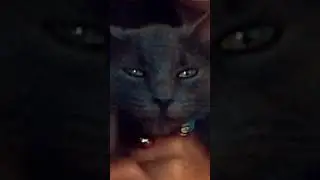 Bing bong