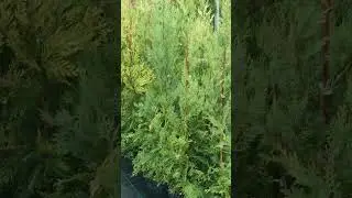 Кипарисовик Лейланда «Конствелен голд»