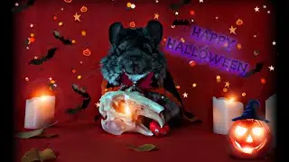 Как ШИНШИЛЛЫ празднуют HALLOWEEN! #3