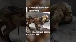 Heartbreaking Discovery: Newborn Goat Baby Abandoned Near Dustbin Its Nature Save #shorts #viral