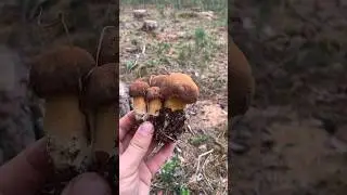 Польские грибы красавцы