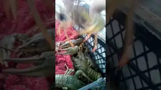 Раки на рынке в Пятигорске