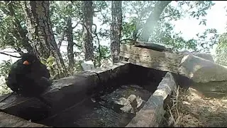 Karaman'da yaban hayatının serinlemesi fotokapana yansıdı