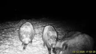 Wild boars on the feeder. Hunting and fishing. Photo hunting. Issue No. 153