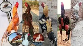 murgi ke bacche murga dance desi murga murgi ka baccha cookdu ku murgi murgi murga wala #shiva0005