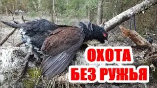 ТАКОЙ ТЯГИ ВЫ ТОЧНО НЕ ВИДЕЛИ ! + ГЛУХАРИНЫЙ ТОК